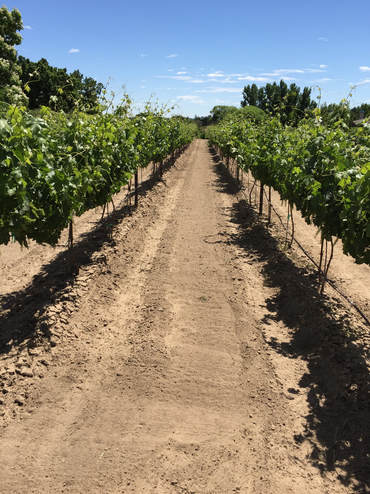 Vineyard in the Eagle Foothills AVA