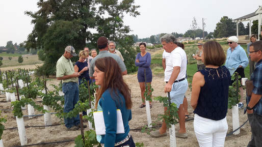 Vineyard consultant discussion, 2018