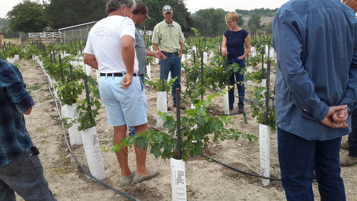 EFGGA members at the 2018 vineyard meeting