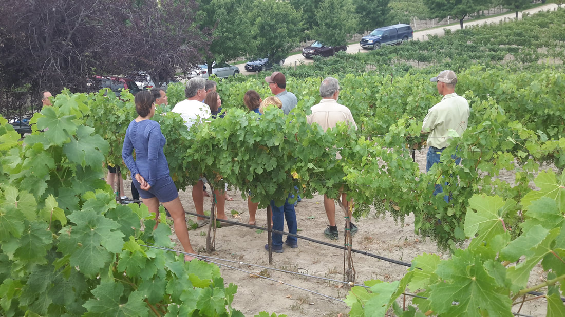 Eagle Foothills vineyard, 2018